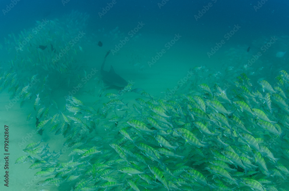 Fototapeta premium bull shark, sea of cortez