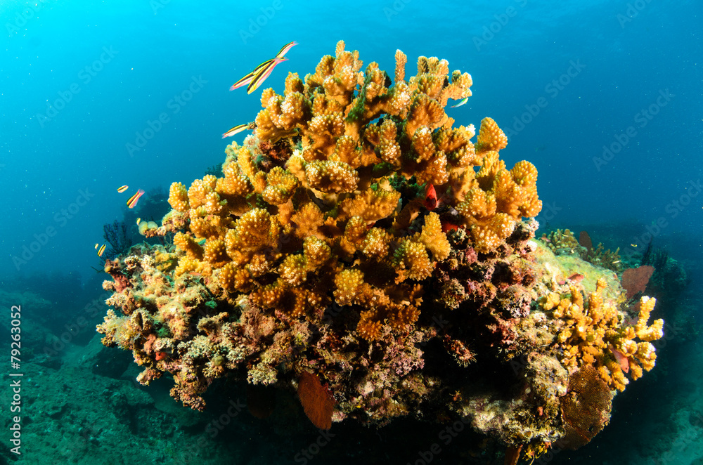 Fototapeta premium Cabo pulmo reefs