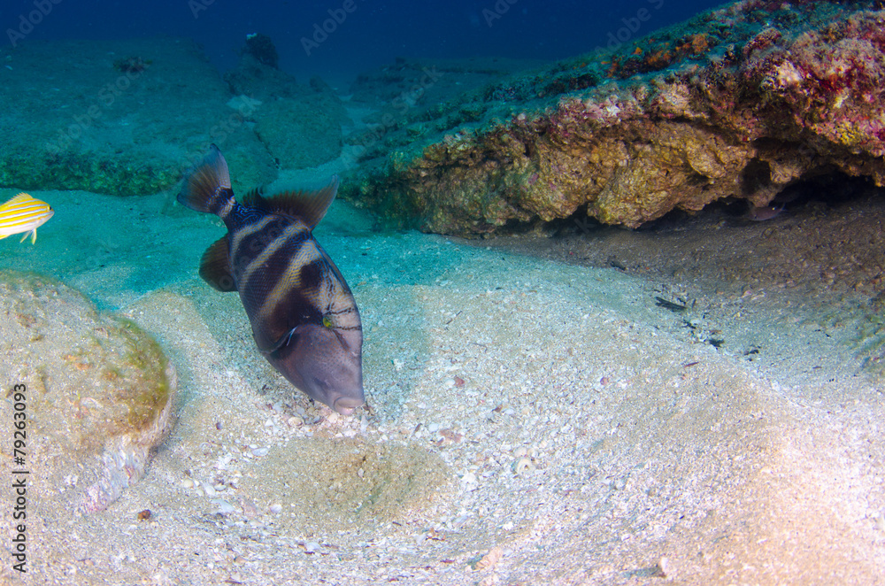 Fototapeta premium Cabo pulmo reefs