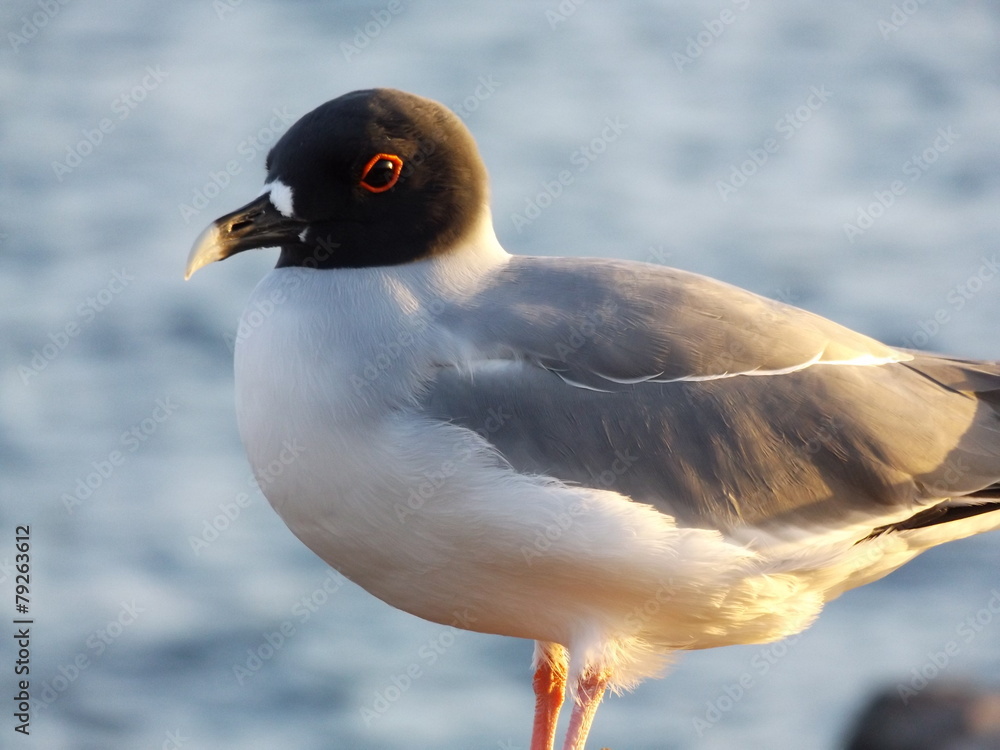 Ocean Bird Ocean Bird