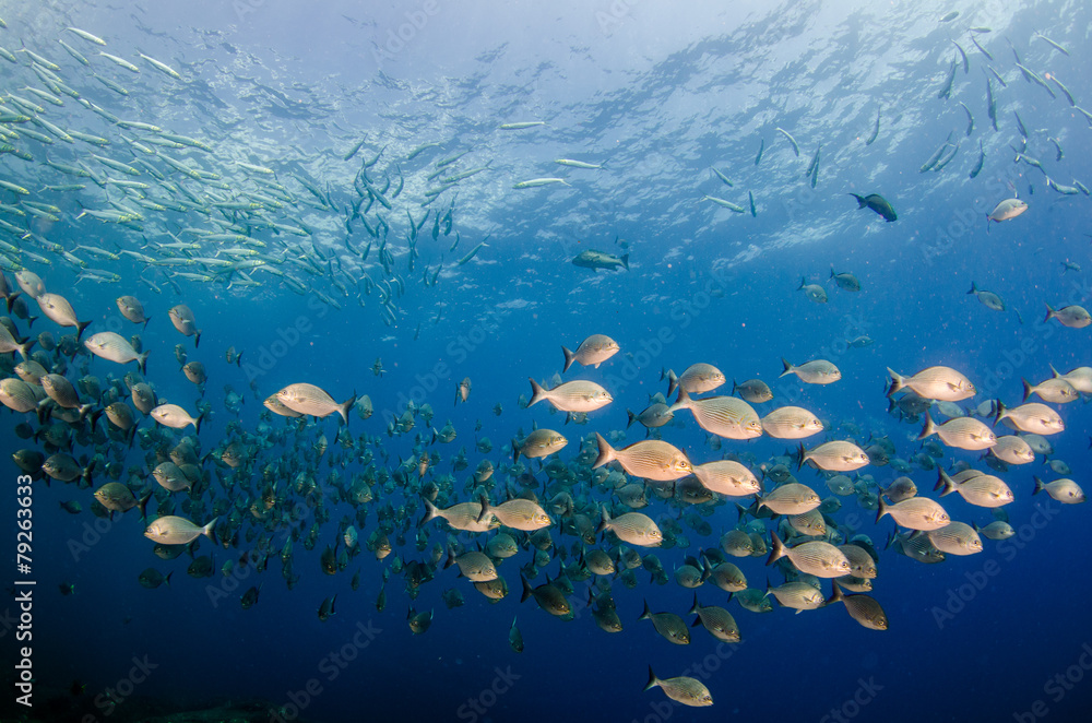 Fototapeta premium Cabo pulmo silver fish