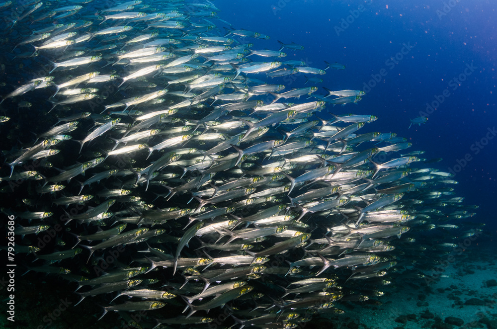 Obraz premium Cabo pulmo silver fish