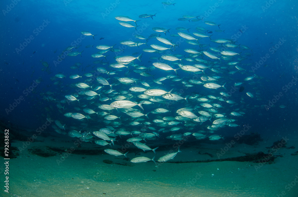 Fototapeta premium Cabo pulmo reef fishes.
