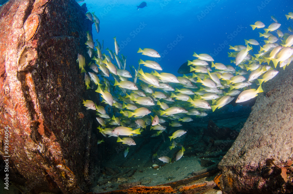 Fototapeta premium Grunts and snappers, Cabo pulmo.