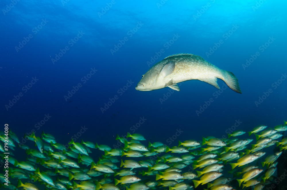 Obraz premium grouper, sea of cortez