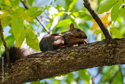 Gray squirrel on branch holding nut with claws
