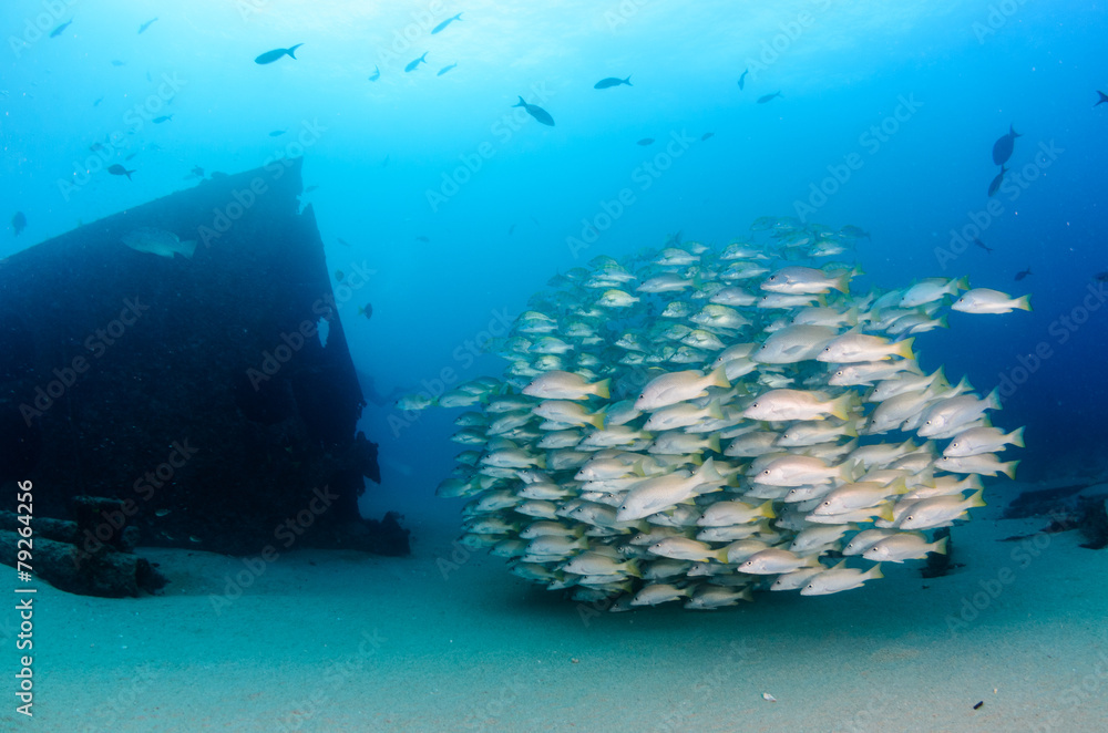 Fototapeta premium Grunts and snappers, Cabo pulmo.