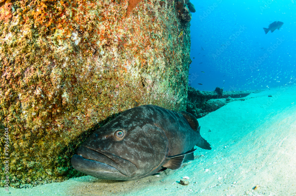 Fototapeta premium grouper, sea of cortez