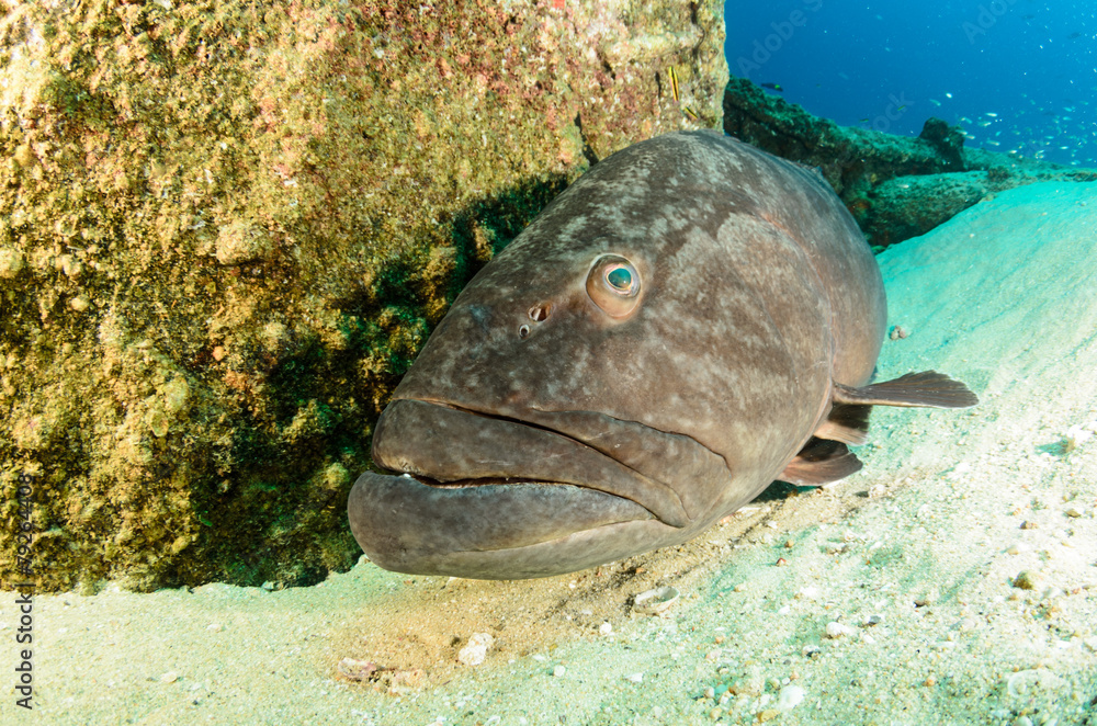 Obraz premium grouper, sea of cortez