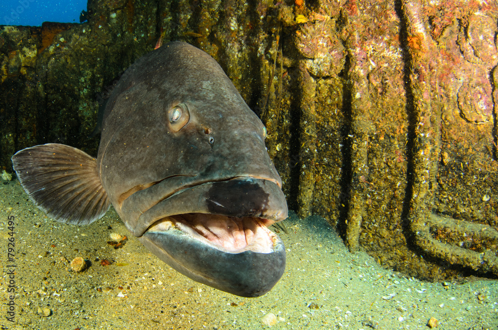 Obraz premium grouper, sea of cortez