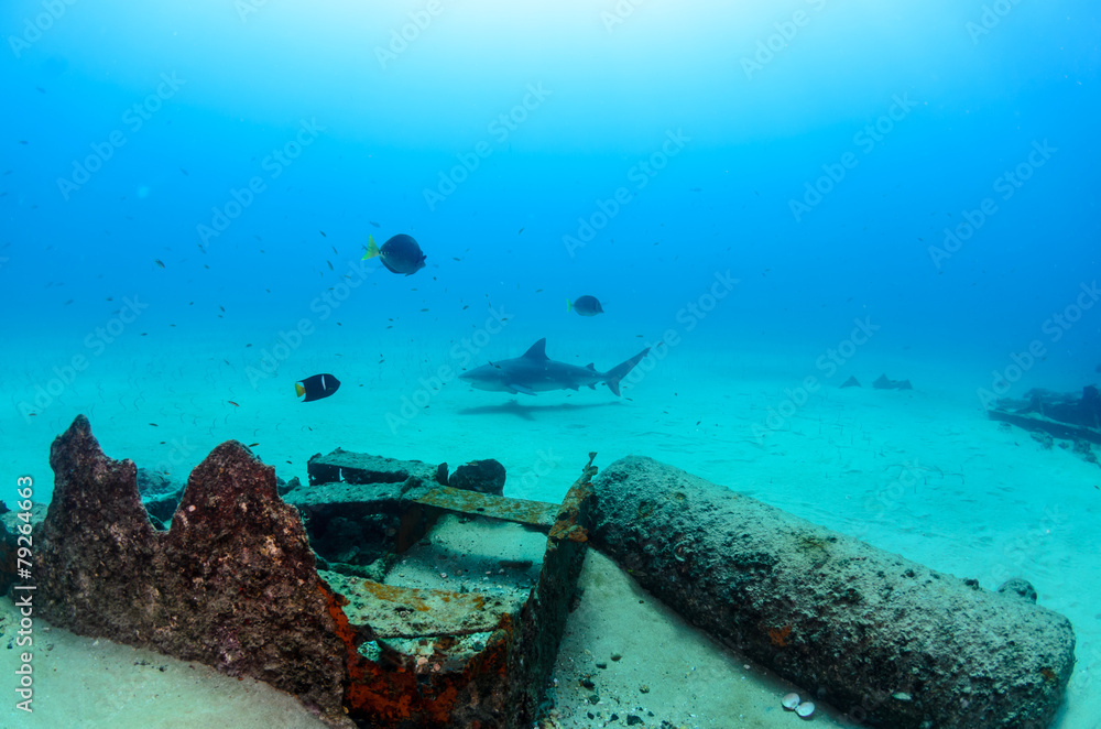 Fototapeta premium bull shark, sea of cortez
