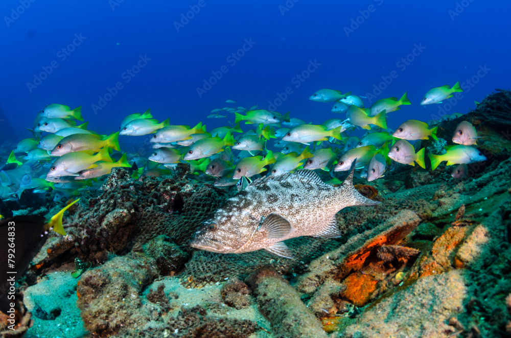 Obraz premium grouper, sea of cortez