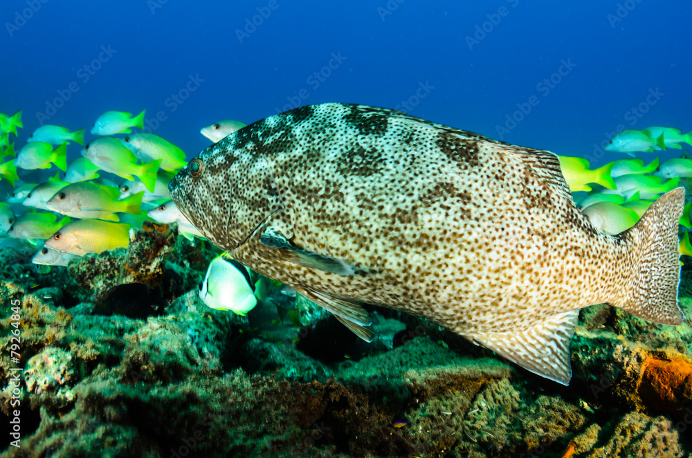 Obraz premium grouper, sea of cortez