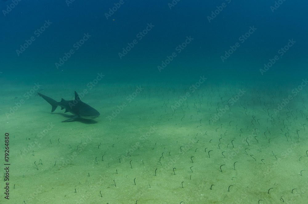 Fototapeta premium Cabo Pulmo Bull shark