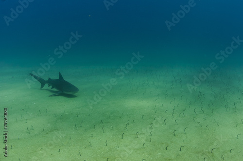 Cabo Pulmo Bull shark © leonardogonzalez