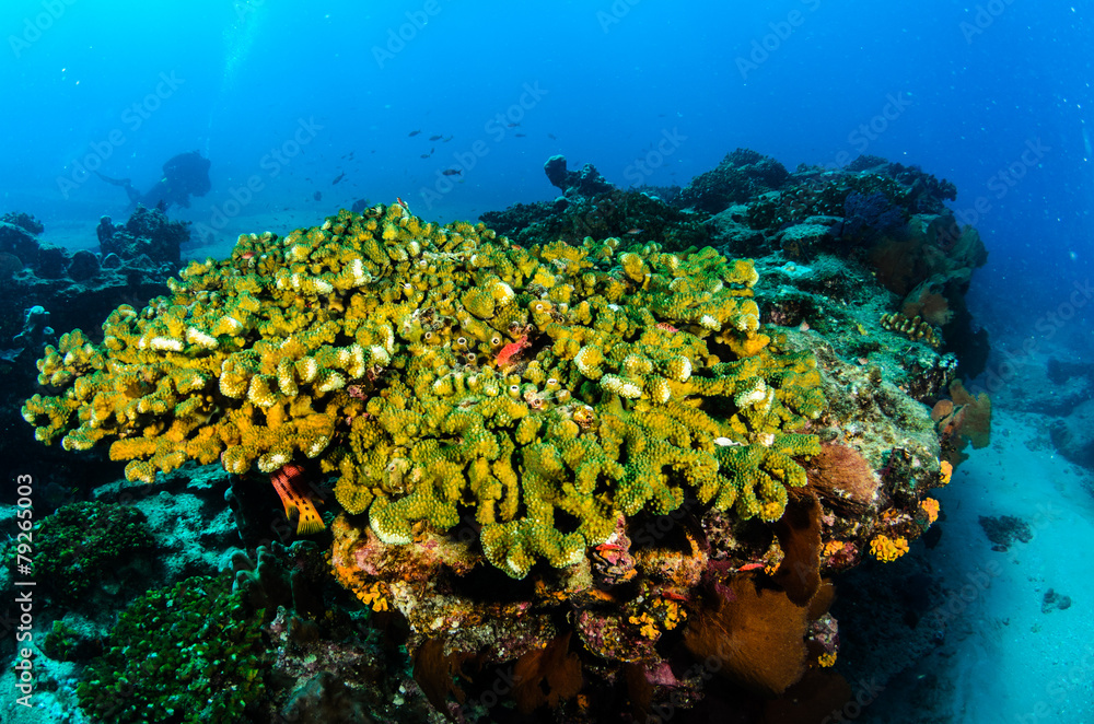 Fototapeta premium Cabo pulmo reefs