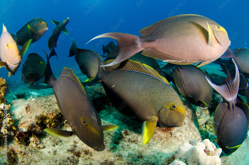 Obraz premium surgeonfis, sea of cortez