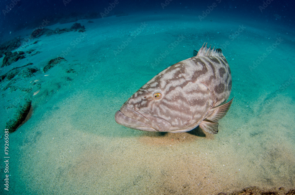 Obraz premium grouper, sea of cortez