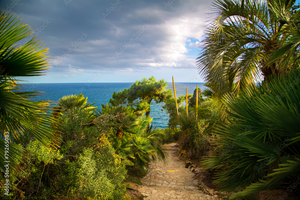 Fototapeta premium palm trees in tropical garden