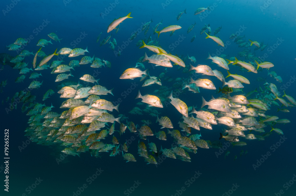 Fototapeta premium grunts and snappers from the sea of cortez