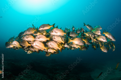 grunts and snappers from the sea of cortez photo