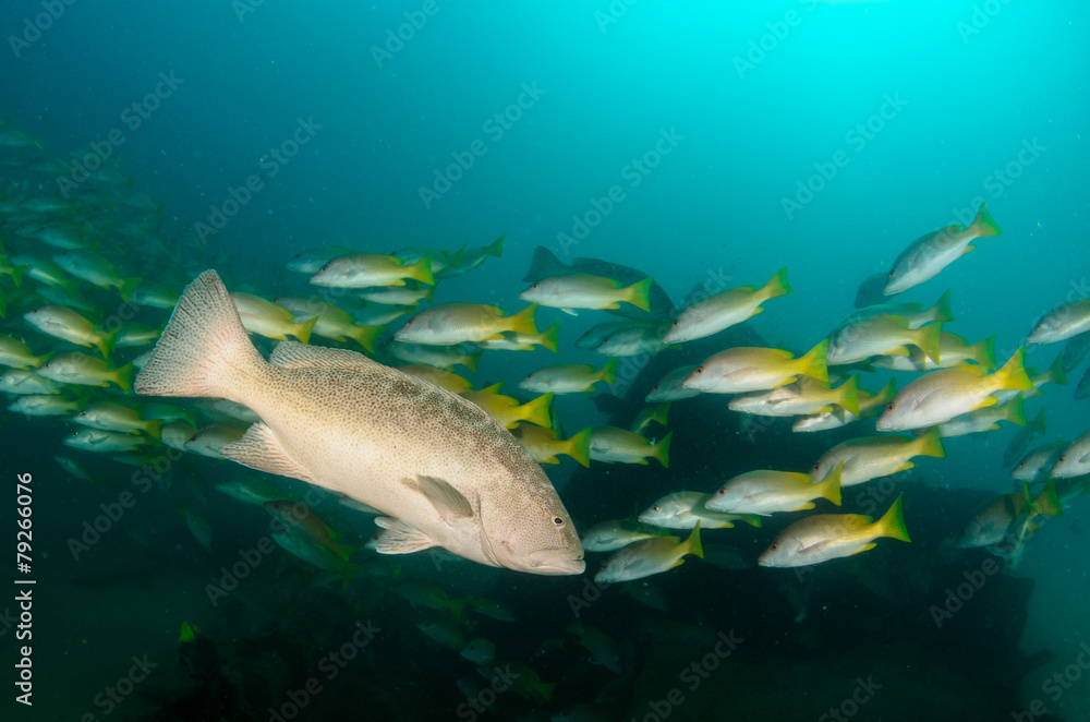 Fototapeta premium grouper, sea of cortez