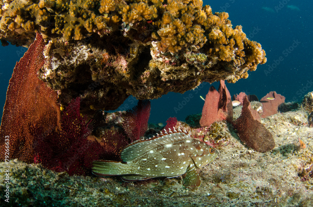 Fototapeta premium cabo pulmo reef