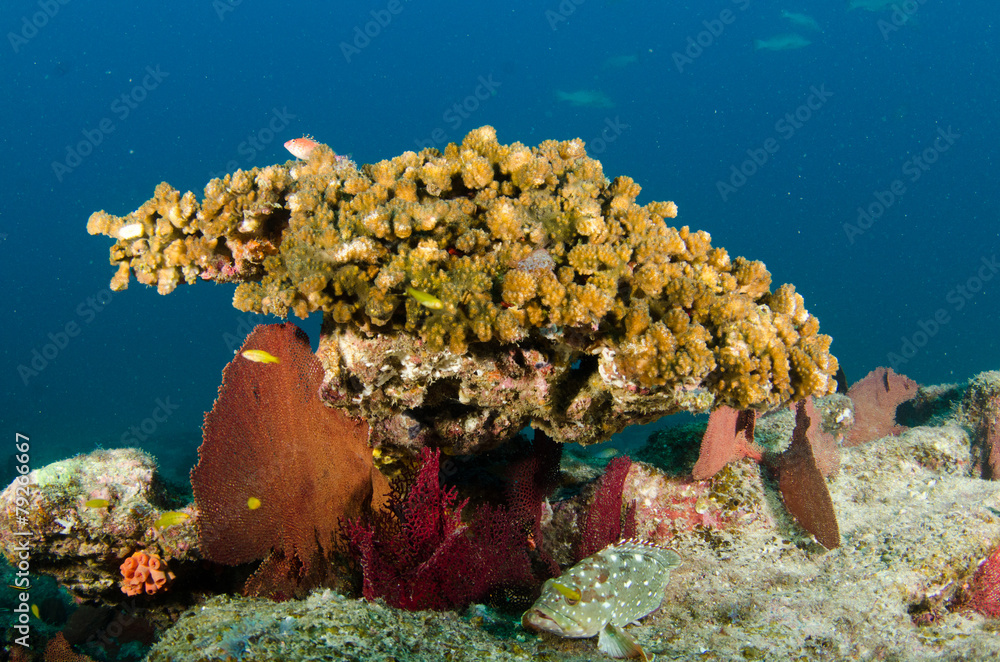 Fototapeta premium cabo pulmo reef