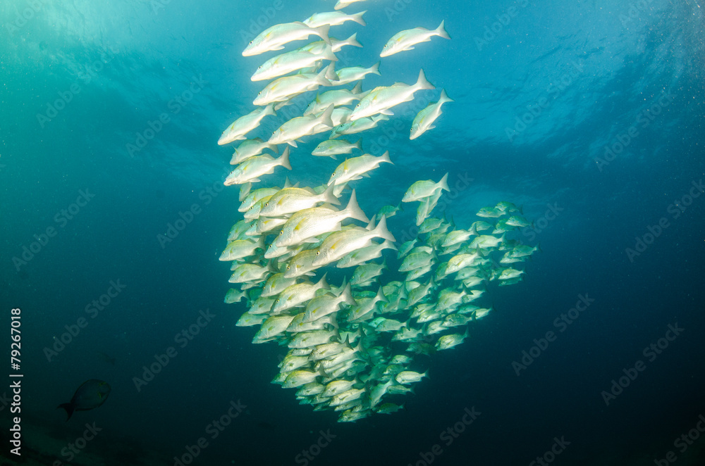 Obraz premium grunts and snappers from the sea of cortez