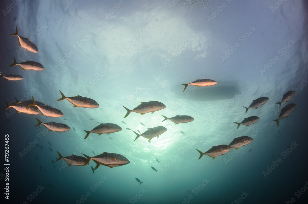 Fototapeta premium Cabo pulmo silver fish