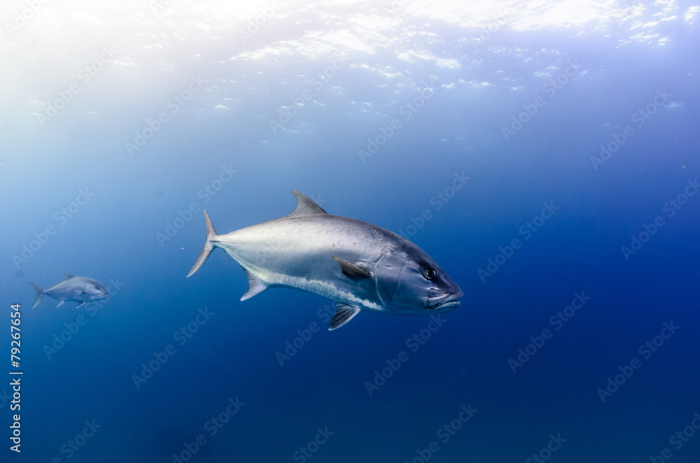 Fototapeta premium Cabo pulmo silver fish
