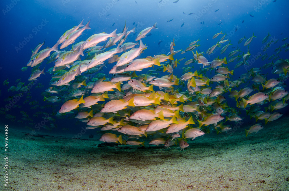 Fototapeta premium Grunts and snappers, Cabo pulmo.