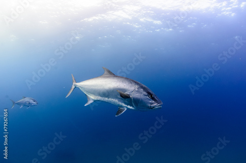 Cabo pulmo silver fish © leonardogonzalez