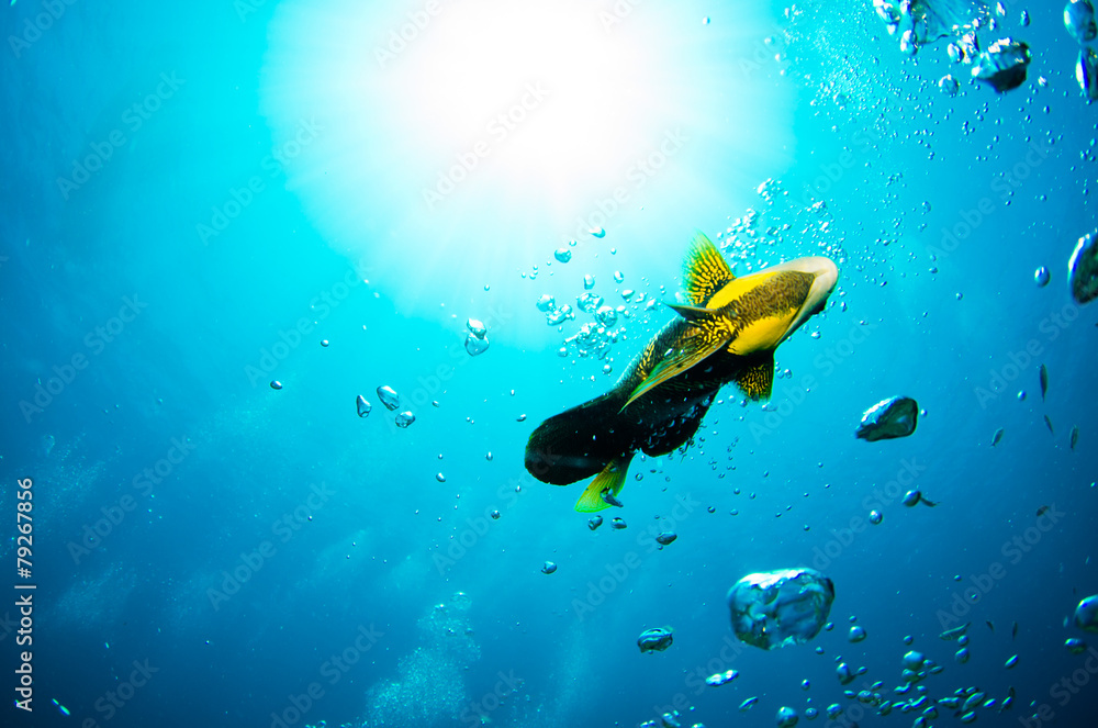 Obraz premium Cabo pulmo reef fishes.