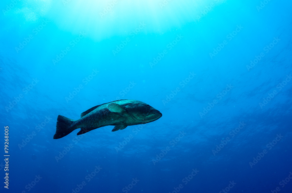 Obraz premium grouper, sea of cortez