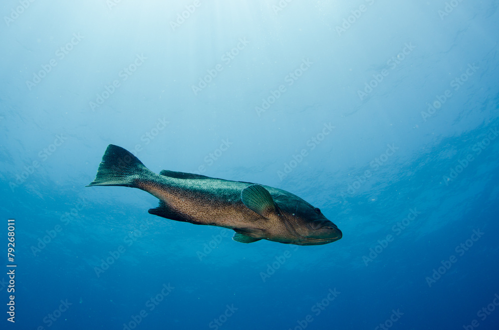 Obraz premium grouper, sea of cortez
