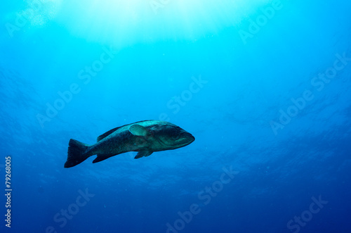 grouper, sea of cortez © leonardogonzalez