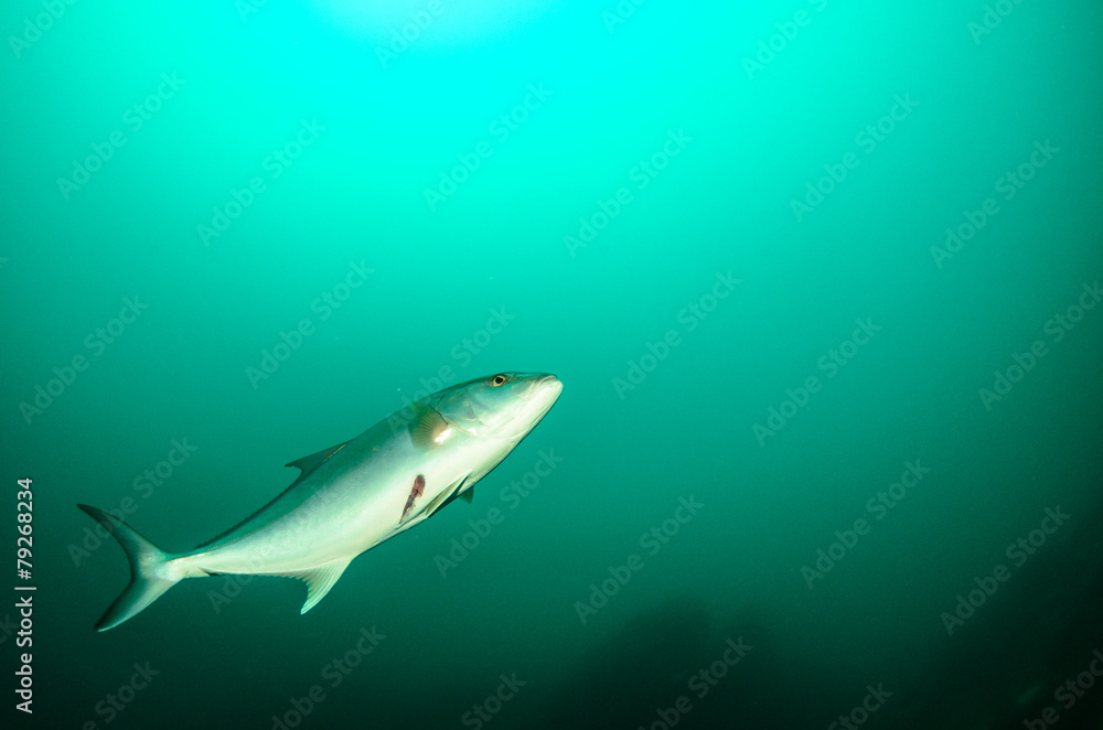 Fototapeta premium Cabo pulmo silver fish