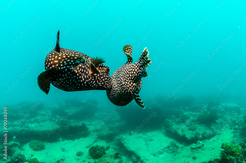 Obraz premium Cabo pulmo reef fishes.