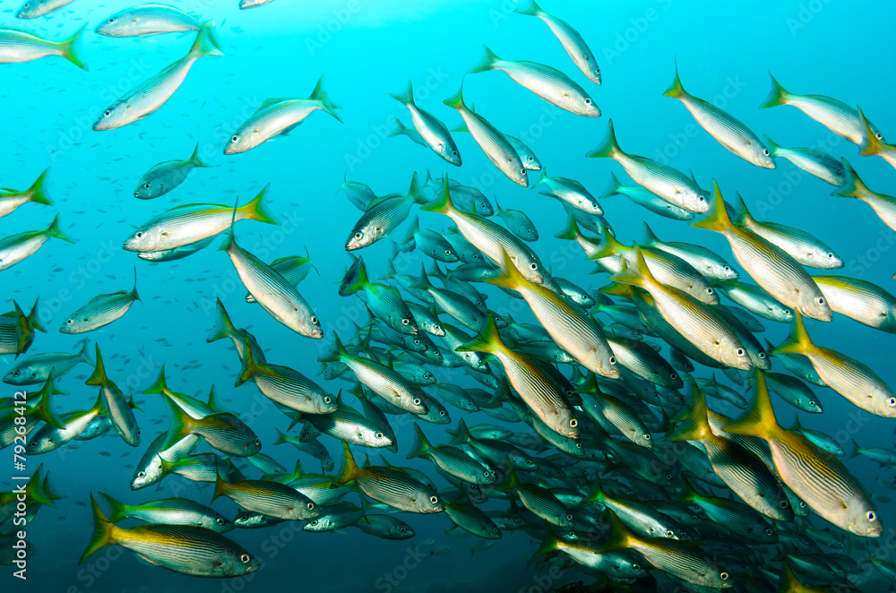 Fototapeta premium Cabo pulmo reef fishes.