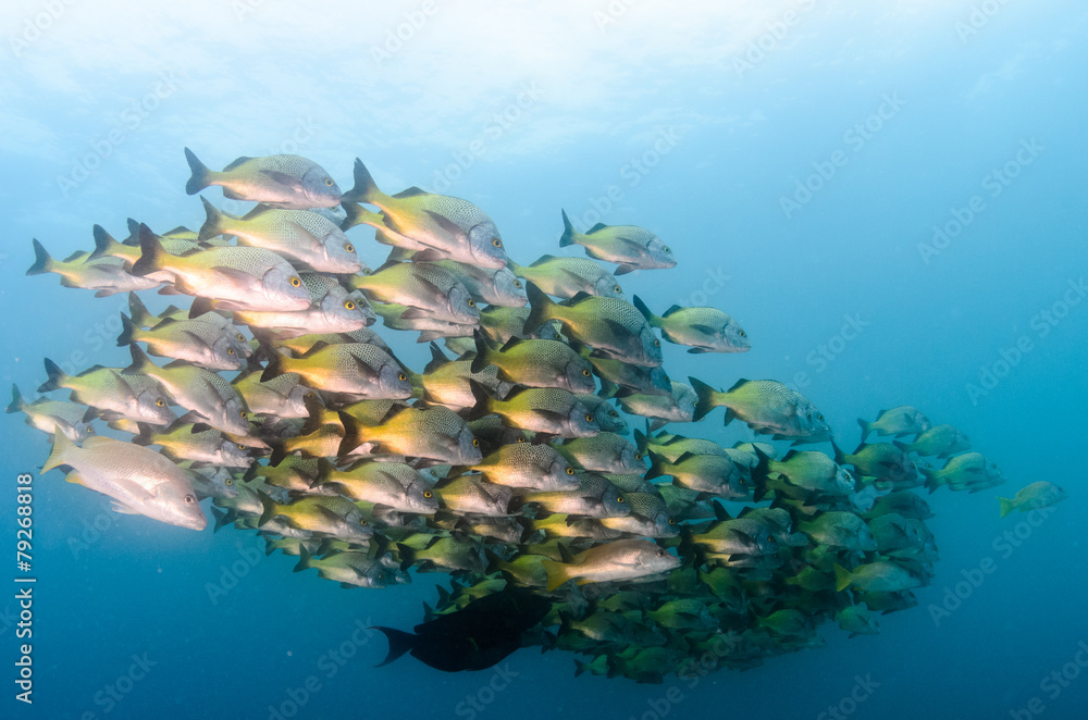 Fototapeta premium Grunts and snappers, Cabo pulmo.