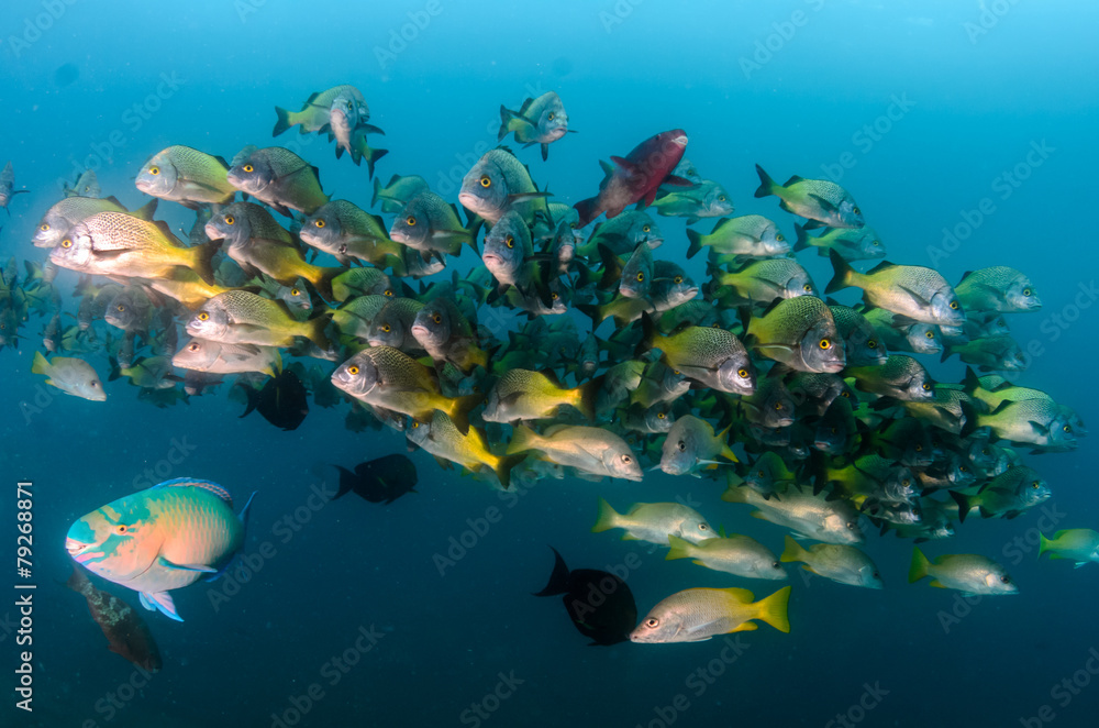Fototapeta premium Grunts and snappers, Cabo pulmo.