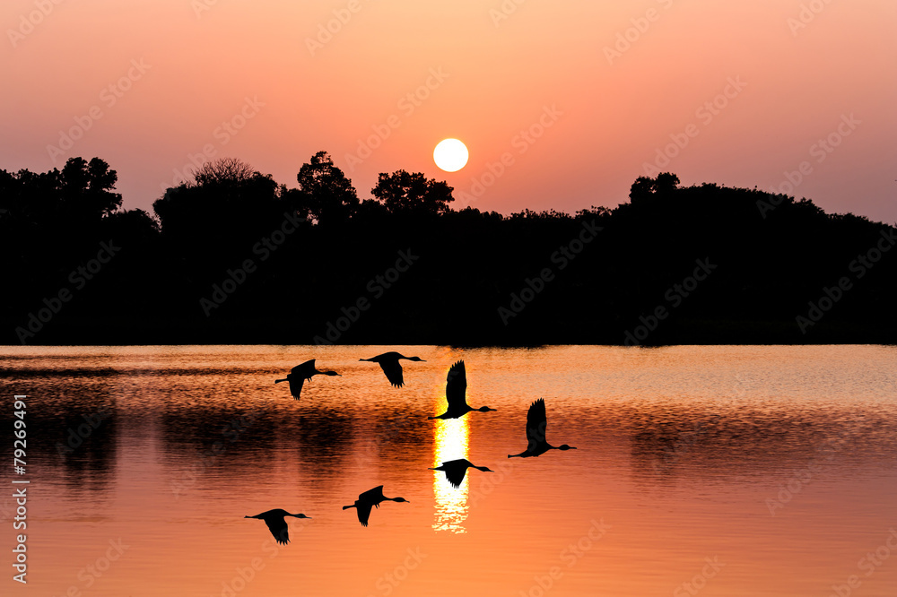 Naklejka premium sunset on the river and teal fly above water