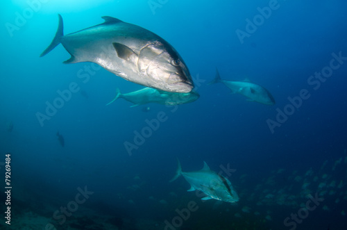 Cabo pulmo silver fish © leonardogonzalez