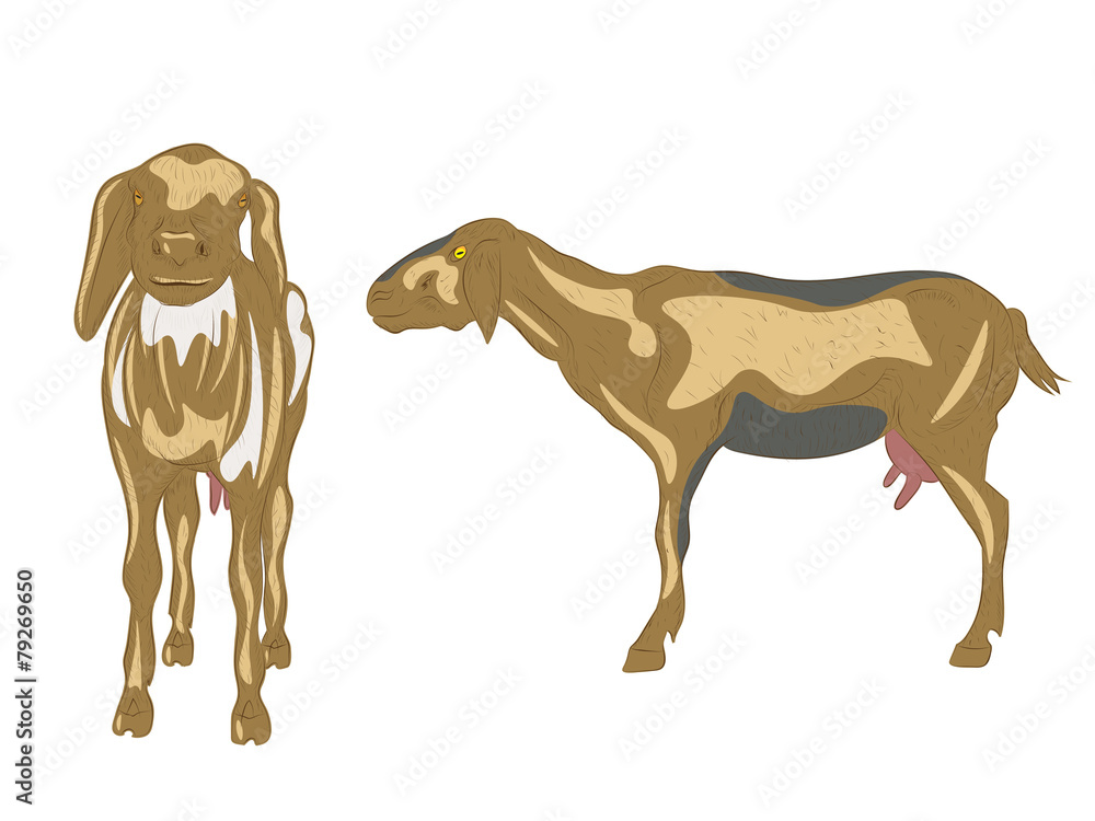 Obraz premium Brown Sheep