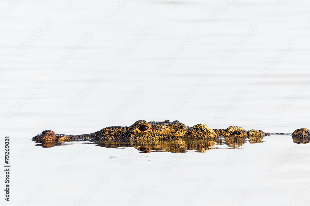 Fototapeta premium American crocodile.