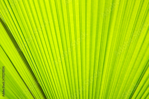 Sunlight on palm leaf