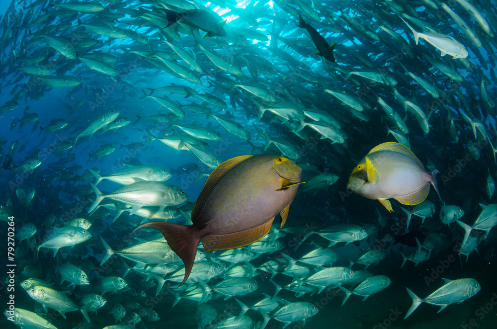 Obraz premium surgeonfish,sea of cortez