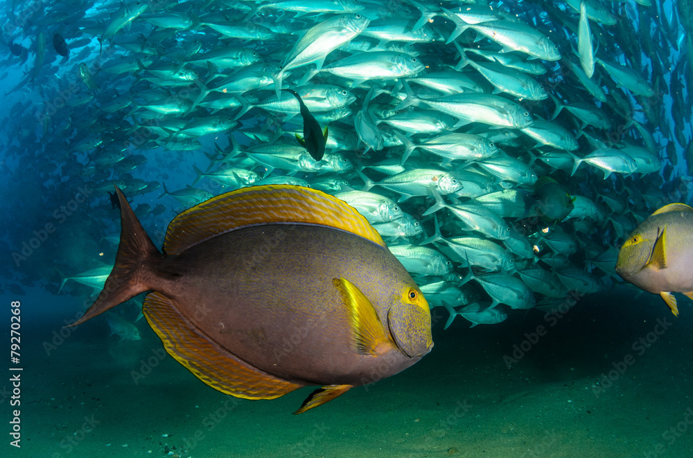 Obraz premium surgeonfish,sea of cortez