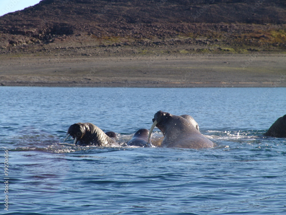Fototapeta premium Group of walrus